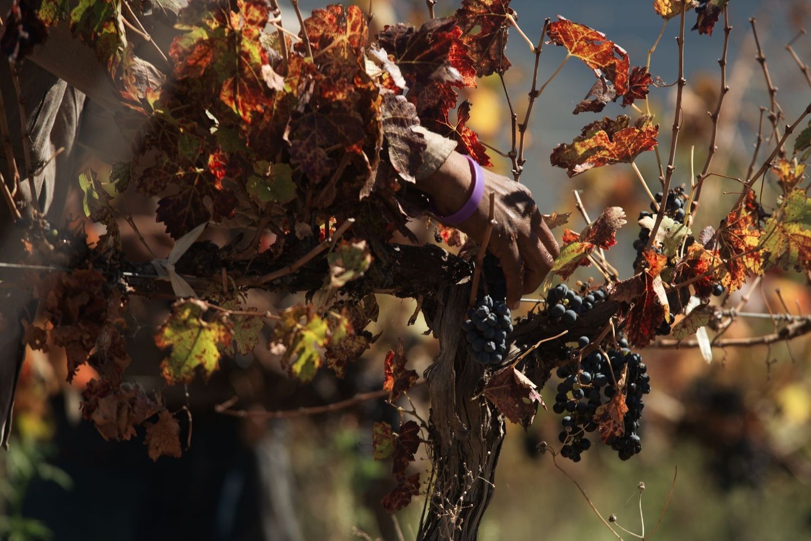 Vendangeur récoltant des grappes rouges sur une vigne aux feuilles automnales