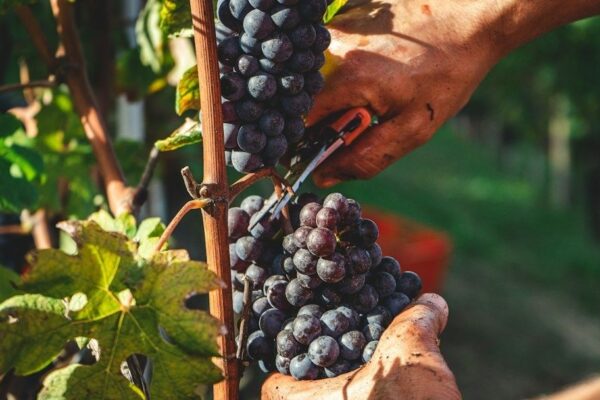 Vigneron taillant une grappe de raisin noir sur une vigne