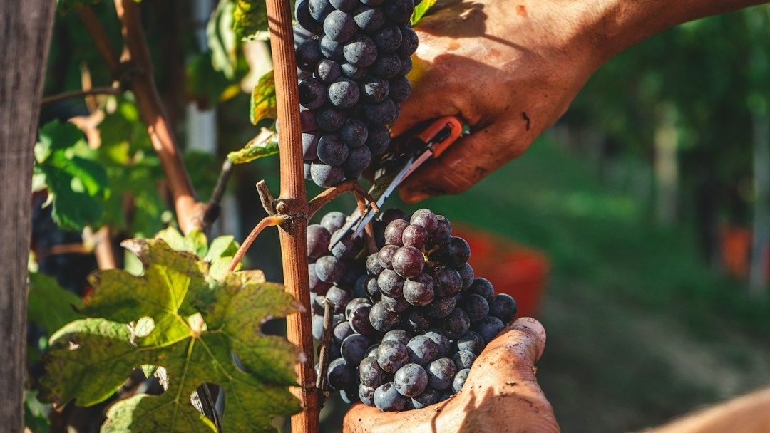 Vigneron taillant une grappe de raisin noir sur une vigne